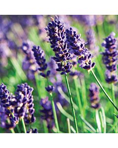 Lavender angustifolia 'MUNSTEAD' 