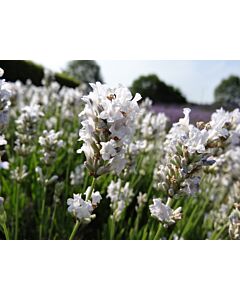 Lavender angustifolia 'ARCTIC SNOW' 