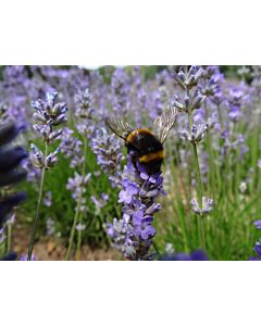 Lavender angustifolia 'ASHDOWN FOREST' 