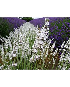 Lavender x intermedia 'EDELWEISS' 