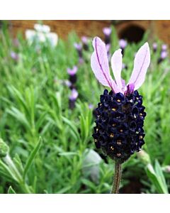 Lavender stoechas 'FAT HEAD' 