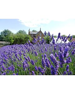 Lavender x intermedia 'GROSSO' 