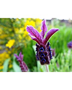 Lavender Stoechas 'HELMSDALE' 