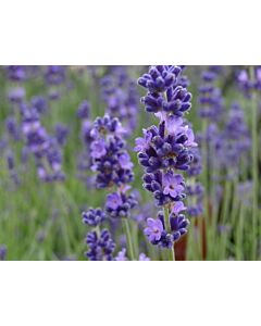 Lavender angustifolia 'HIDCOTE' 