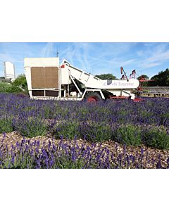 Lavender angustifolia 'IMPERIAL GEM'