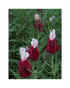 Lavender stoechas 'KEW RED' 