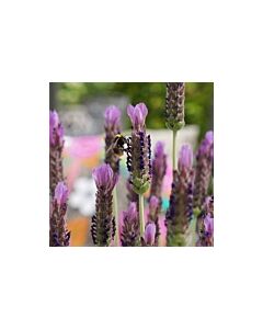 Lavender stoechas 'LUSI PURPLE' 
