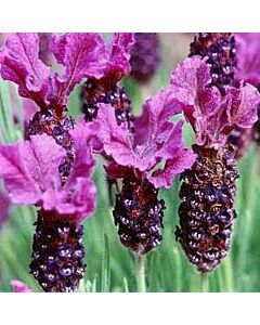 Lavender stoechas 'REGAL SPLENDOUR' 
