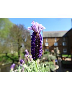 Lavender stoechas 'LILAC WINGS'