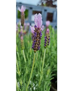 Lavender Stoechas 'LUSI PINK' 