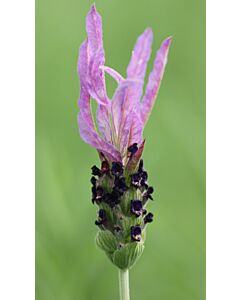 Lavender stoechas 'PAPILLON' 