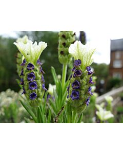 Lavender stoechas 'PRETTY POLLY' 