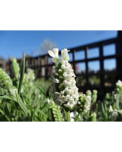 Lavender stoechas 'SNOWMAN'
