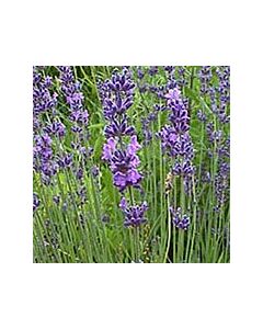 Lavender angustifolia 'LODDON BLUE' 