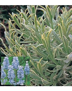 Lavender x intermedia  'WALBERTON'S SILVER EDGE'