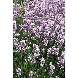 Lavender angustifolia 'LODDON PINK'