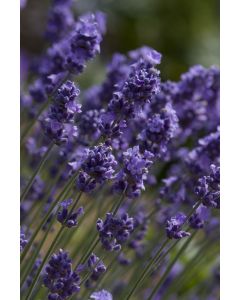 Lavender angustifolia 'MELISSA LILAC' 