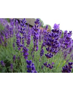 Lavender angustifolia 'FORVER BLUE'