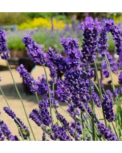 Lavender angustifolia 'HAVANNA' 