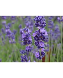 Lavender angustifolia 'HIDCOTE' 