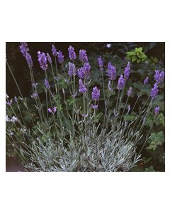 Lavender x intermedia  'SILVER SANDS'