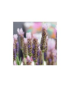 Lavender Stoechas 'LUSI PINK' 