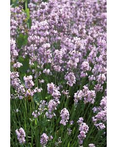 Lavender angustifolia 'LODDON PINK' 