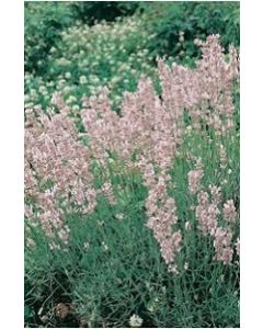 Lavender angustifolia 'ROSEA' 