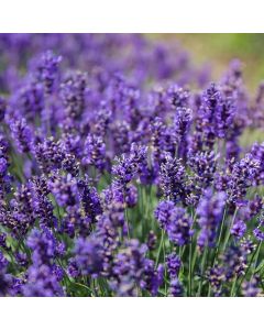 Lavender x intermedia 'SENSATIONAL'
