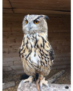  European Eagle Owl - Merlin