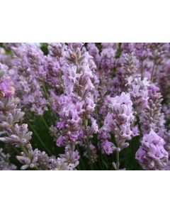 Lavender angustifolia 'MISS KATHERINE' 