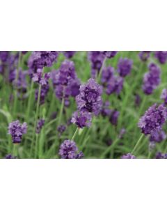 Lavender angustifolia 'LITTLE LADY' 