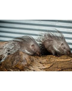 African Crested Porcupines - Elsa & Anna 