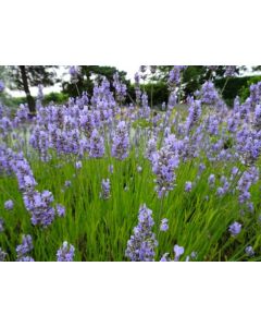 Lavender x intermedia 'PROVENCE'
