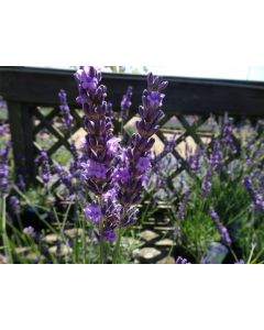 Lavender X intermedia 'Phenonenal' 