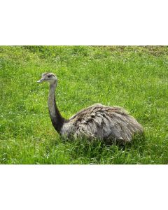 Greater Rhea - George and Mildred