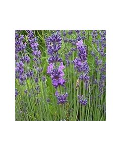 Lavender angustifolia 'LODDON BLUE' 