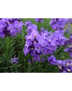 Lavender angustifolia 'THUMBELINA LEIGH' 