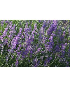Lavender x intermedia 'VERA'