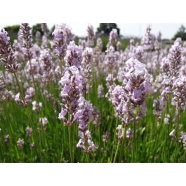 Miss Katherine - Lavender Essential Oil