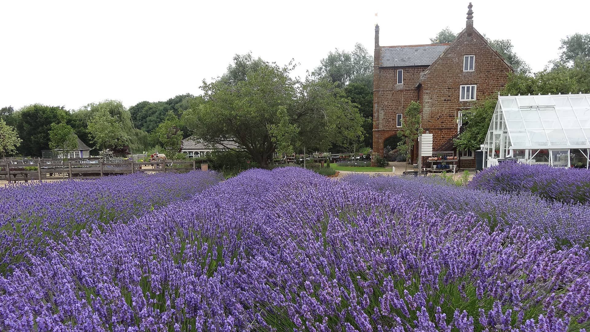 norfolk lavender tours