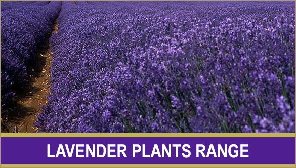lavender_plants_button