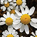 double_chamomile