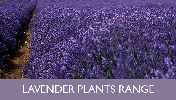 lavender_plants_button-2