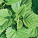 lemon_balm