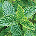 moroccan_mint