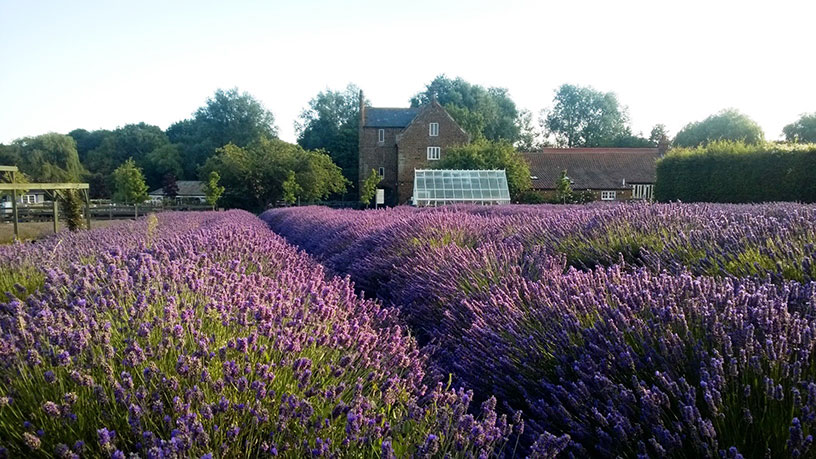 norfolk lavender tours