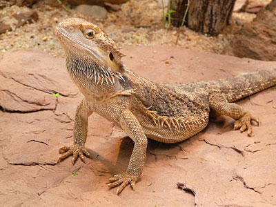 Bearded_Dragon_Facts