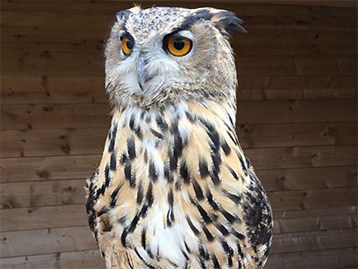 Eagle_Owl