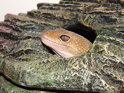Gecko
